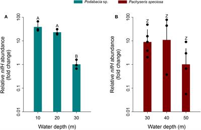 Relative Diazotroph Abundance in Symbiotic Red Sea Corals Decreases With Water Depth